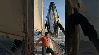 Whale attack