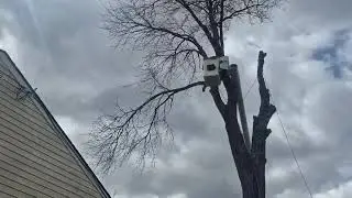 Experienced & Certified Tree Removal