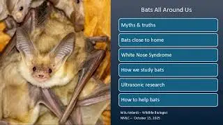 Bats all Around Us