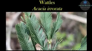Acacia ID (Wattles) - Acacia irrorata (Green Wattle / Blueskin)