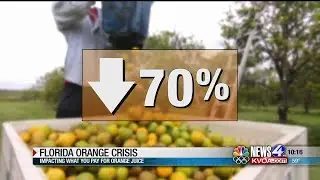 Florida suffering orange crop crisis