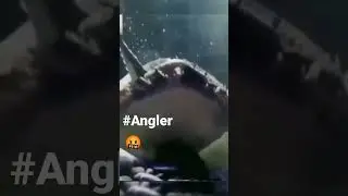 #shorts #biology camouflage by angler fish