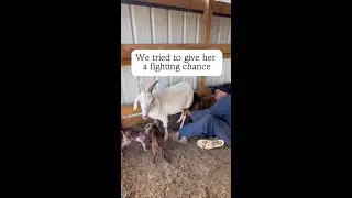 We tried to give her a fighting chance but she didn&rsquo;t make it. Poor lil thing