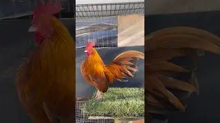 Taking one last look at this boy before he leaves my yard!! #oegb #bantam #rooster #chickenbreed