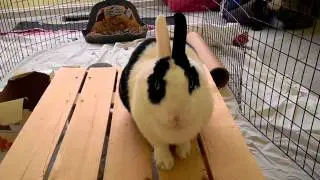 Boo my spoiled rabbit