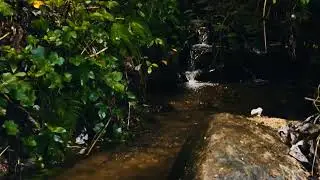 Whispers of a Hidden Forest Stream - Where flowing water meets deep green silence