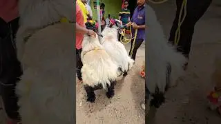 ALMA GROUP BAKRID PURCHASED SHEEPS #sheep #farming #nellore #sheeps #trending