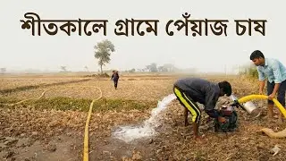 গ্রামের মাঠে শীতকালীন পেঁয়াজ চাষ | Simple Village Life | Akshay World