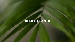 Fujifilm X-T4 | Cinematic Vertical Video | My House Plants