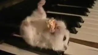 HAMSTER ON A PIANO EATING POPCORN