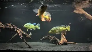 PREDATOR FISH FEEDING  |   Tank Setup  ( Its DONE! )