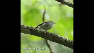 Brown Gerygone #australianbirds #rainforest #birds