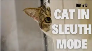 😀Funny Journal Of Cats And Dogs #Day13