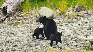 My AMAZING Day searching for BEARS in Tofino