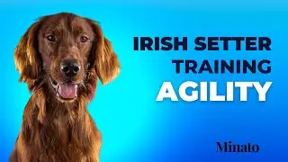 Irish Setter learning Agility