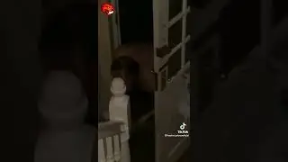 Imagina Esse Bicho Entrando Em Sua Casa!!!! 😱| Stranger Creature ☠