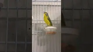 SERINUS Mozambicus | سيرينوس موزمبيق | Yellowfronted canary sing | Hybrid Finch | Nature Bird sounds