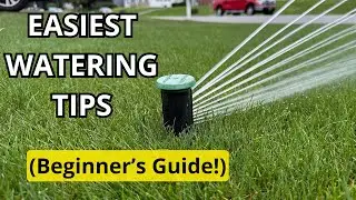 How to Water Cool Season Grass in Summer (Beginners Guide!)