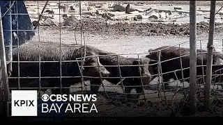 Bill seeks to circumvent California law banning meat from crated pigs