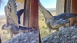 FalconCam ~🥳😭 Girri is extremely interested on the big world outside the box~3:36 PM 2025/12/15