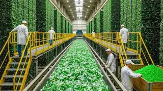 Glass Recycling 101: From Old Bottles to Sustainable Products! (Best Process)