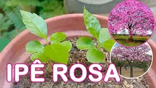 COMO PLANTAR IPÊ ROSA ATRAVÉS DA SEMENTE