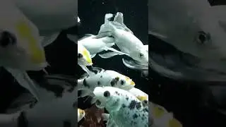 Beautiful Gold Fish..🐠🐠 #fish#fishing #fishfishfish #viral #ytshorts @fish.shorts.yt.100k