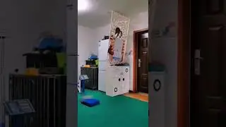 Life as a Cat Overlord