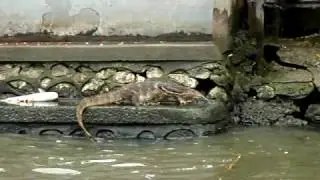 river monitor