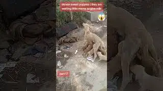 puppies | hungry puppy | dog food | video of feeding puppies