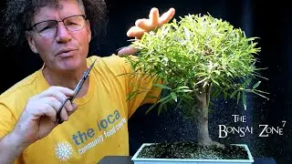 New Baobab Seeds, My Willow Leaf Ficus and More, The Bonsai Zone, Aug 2020