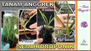 UPDATE TANAM ANGGREK VANDA BOTOLAN SEMIHIDROPONIK