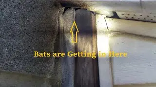 How Do Bats Get Inside Houses? | A Common Entry Exposed