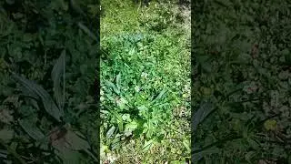 Cudweed: A Multitude of Healing Possibilities, Sciatica Included! 4/4/24