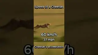 Speed of a Cheetah | Acceleration 0-120 km/h #cheetah #speed #animals