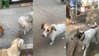 New problem 😰 known and unknown dogs 🐕 keep following me challenging the cat feeding 🥶