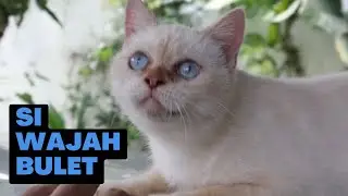 Lagi-Lagi Gempi ! Si Kucing Exo Flatnose Bermata Biru yang Makin Manja