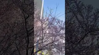 What? Sakura in January? #sakura #桜 #さくら #tokyo #cherryblossom #ginza #travel #fypシ #japantravel