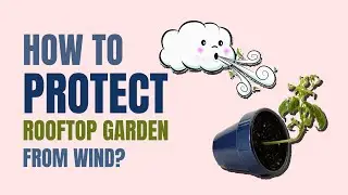 Protect Rooftop Garden from Wind || How to Protect Rooftop Garden from Wind?
