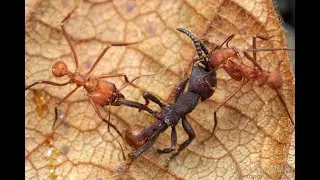 ANTS Dark side┃Animal Facts #Ants #facts #wildlife #animals #insects