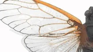 Periodical Cicada - Beauty and the Bug, Illumination Magazine