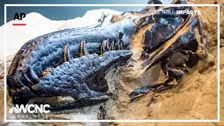 NC researchers unveil discovery of new dinosaur species