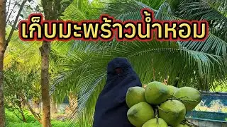 เก็บมะพร้าวน้ำหอมไปขายกัน