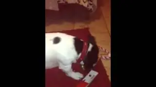 Toby and buster