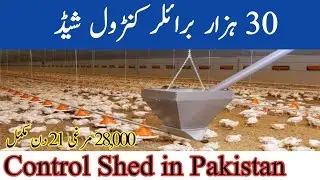 30,000 Broiler Chicken Control Shed | pultry farming in pakistan