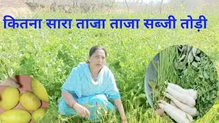कितना सारा ताजा ताजा सब्जी तोड़ी