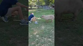 Capybara Experience