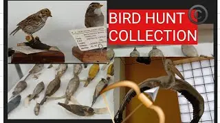 Hunted Birds Collection #art #hunting #birds #history #canada #new #viralvideo