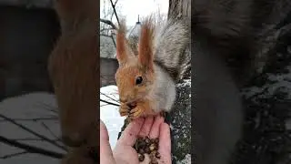 Две голодные белочки / Two hungry squirrels