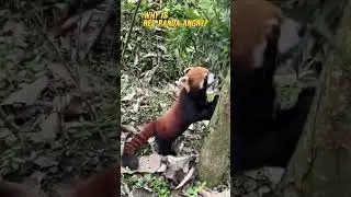 What Causes a Red Panda to Become Angry?   #redpanda夕消